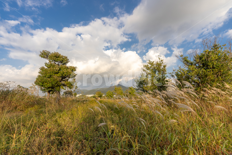 갈대,억새,가을,풍경,자연,푸른하늘,가을,계절,fall,autumn,season,자연,풍경,nature,landscape,grass,잔디,plant,식물,outdoors,옥외,weather,날씨