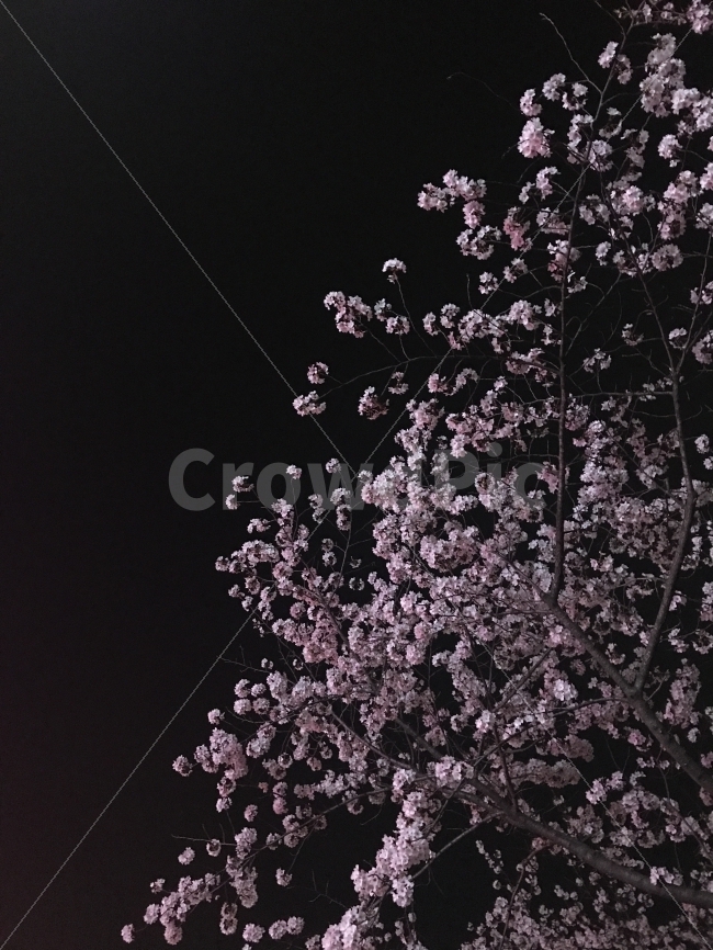 벚꽃,밤풍경,봄,하늘,벚꽃놀이,봄,계절,spring,season,식물,자연,plants,nature,꽃,flower,plant,blossom