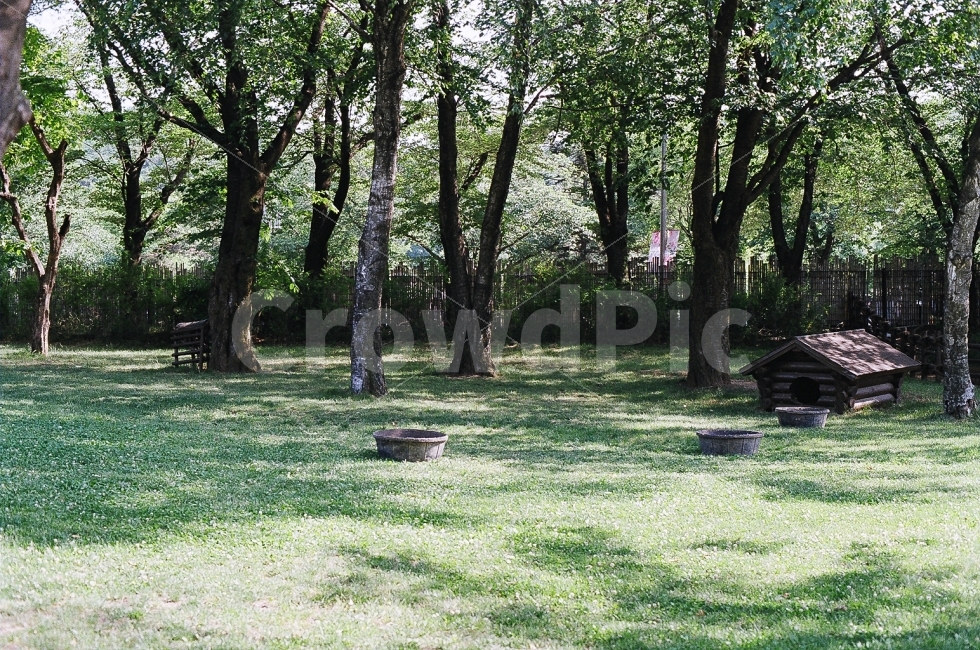 필름사진,미놀타x300,풍경,봄,서울대공원,자연,풍경,nature,landscape,식물,plants,나무,trees,wood,tree,plant,ground,바닥,vegetation,초목,tree trunk,나무 줄기,grass,잔디