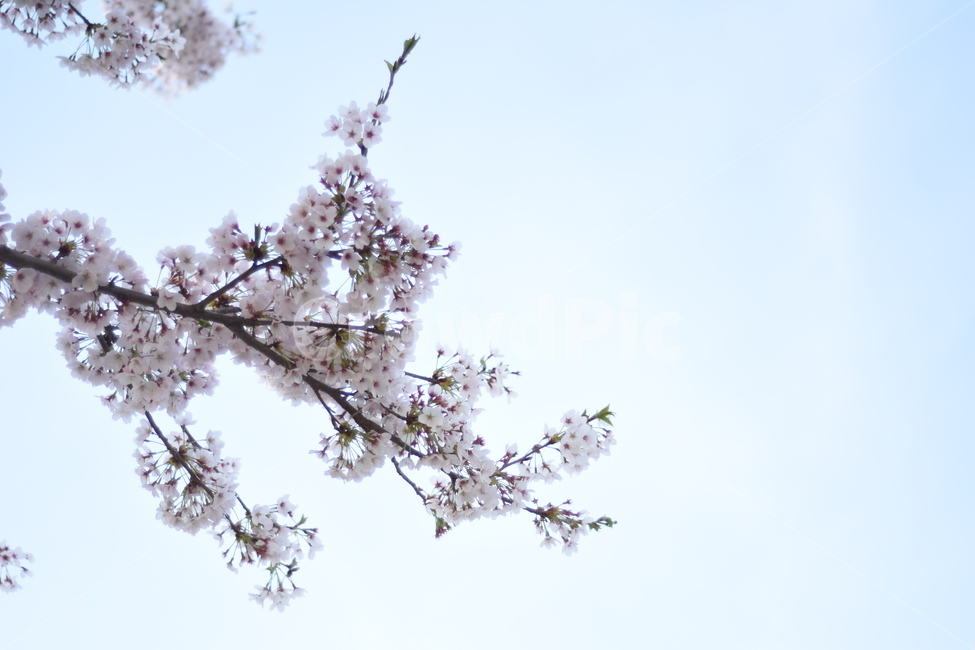 봄,벚꽃,꽃놀이,파릇파릇,벚꽃놀이,봄,계절,spring,season,식물,자연,plants,nature,꽃,flower,plant