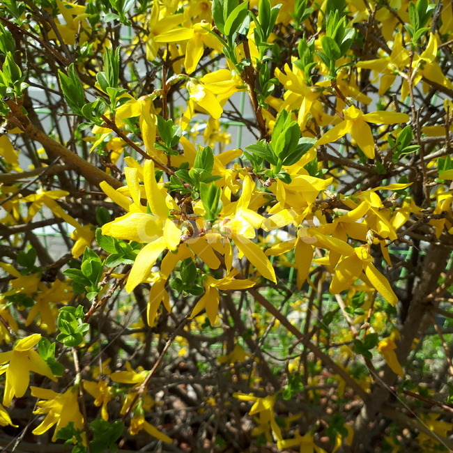 꽃,개나리,plant,식물,flower,식물,자연,plants,nature,꽃,flower