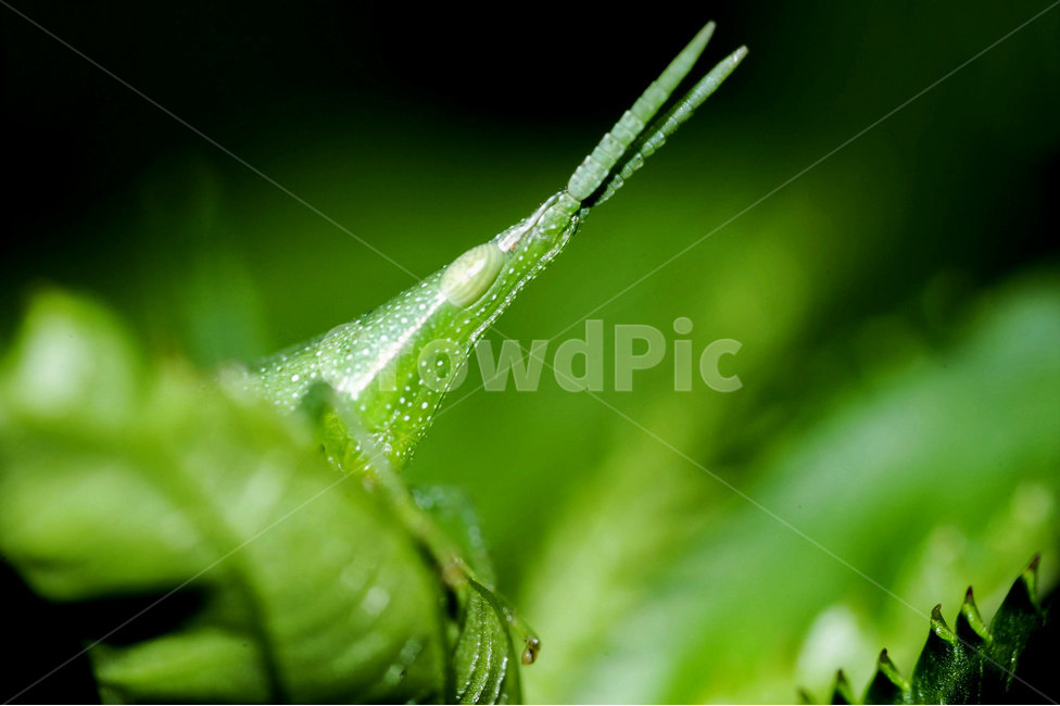 곤충,자연,동물,여름곤충,insect,bug,animal,nature,접사,클로즈업,closeup,곤충,벌레,insect,bug