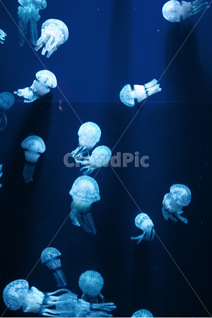 적막,해파리,수족관,관람,조용,동물,animal