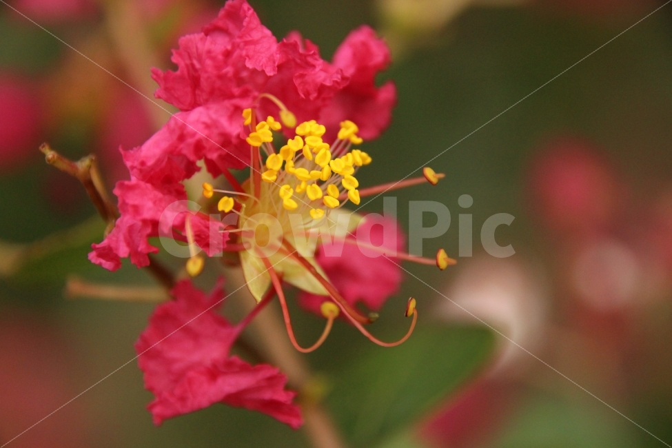 영광,불갑사,백일홍,꽃,붉은과노랑,콩나물,식물,자연,plants,nature,꽃,flower