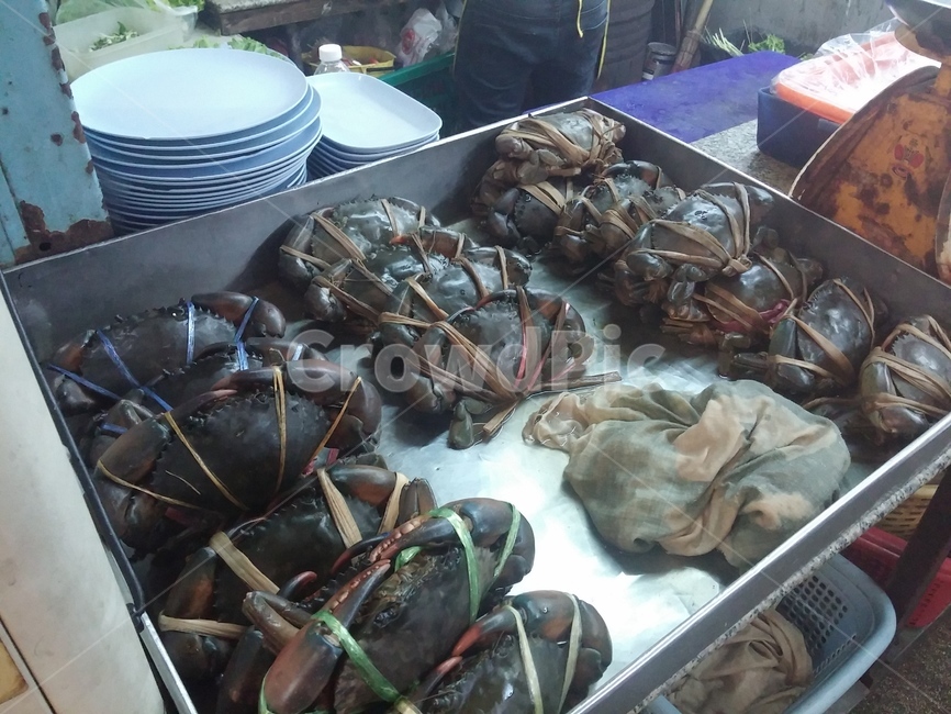 게,통통한,crab,묶여있는,집게발,갑각류,요리전,뿌팟퐁커리,꽁꽁묶다,힘센,날카로운,해산물,게등딱지,비린내,음식,식재료,요리,food,cook,meal,dishes,food reserves