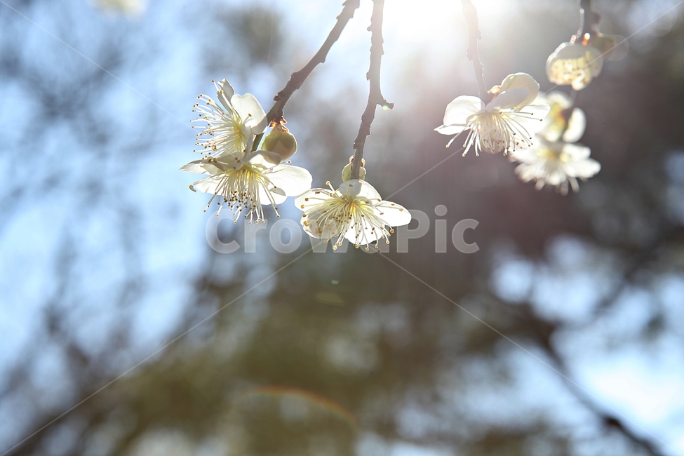매화곷,매화,꽃,꽃잎,봄꽃,봄,식물,자연,공원,식물,자연,plants,nature,꽃,flower