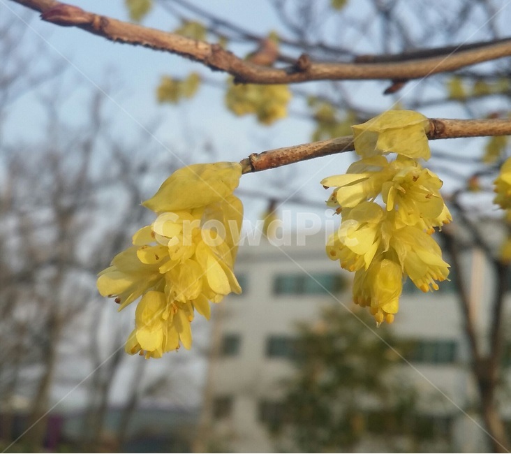 봄,꽃,예쁜,노란꽃,spring,식물,자연,plants,nature,꽃,flower
