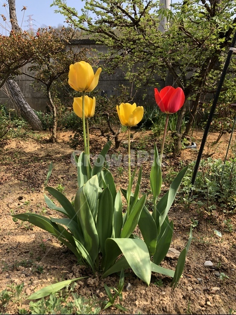 plant,식물,튤립,꽃,flower,tulip,식물,자연,plants,nature,꽃,flower