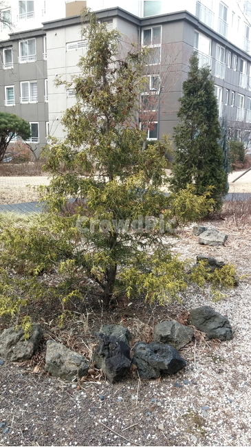 나무,도시,아파트,풍경,tree,식물,자연,plants,nature,나무,trees,wood