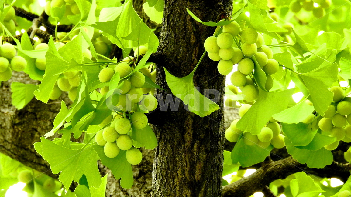 나무,열매,식물,단풍,풍경,식물,자연,plants,nature,과일,열매,fruit