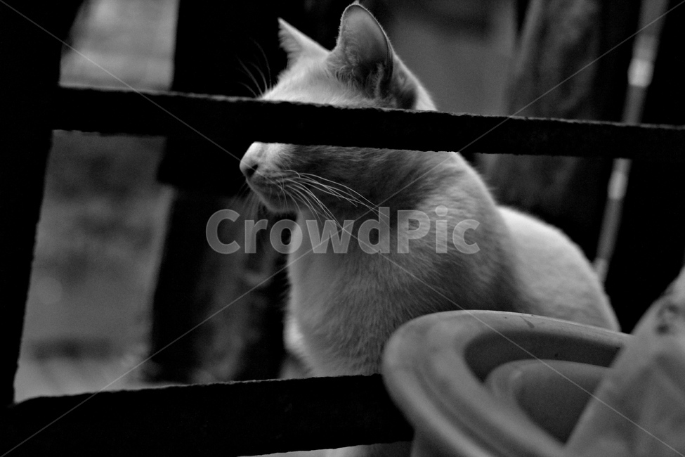 흑백,고양이,black,cat,동물,동물,animal,포유류,mammal,고양이,cat,kitten,kitty,흑백,모노톤,monochrome,black and white