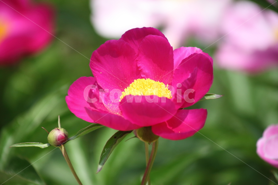 작약,꽃,봄,약용식물,peonyroot