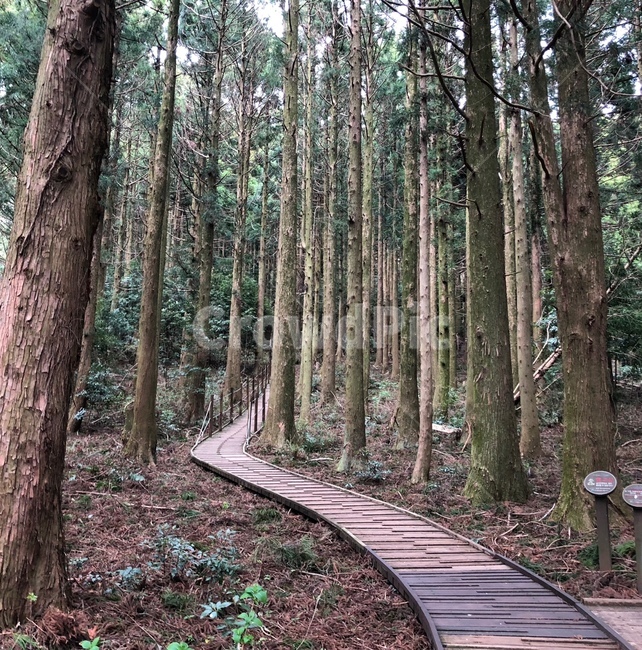 제주도,물영아리오름,피톤치드,메타세콰이어숲,숲