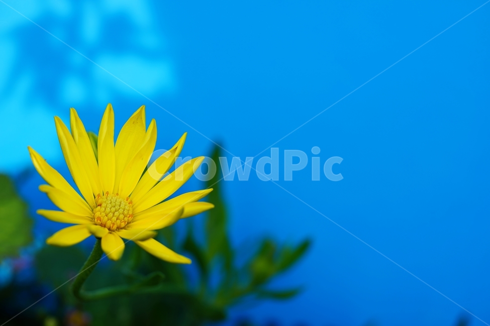 spring flowers,chrysanthemum flower,small country,Chrysanthemum,native flowers