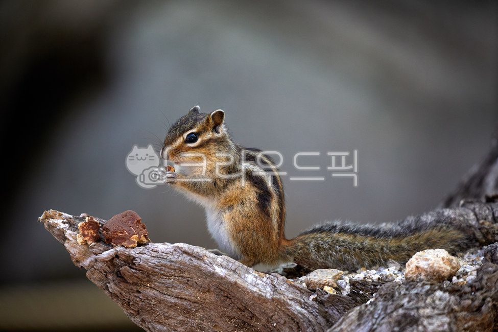 wildanimals,tree,treebrown,wild animals,brown,small animals,squirrel,mammals,spottedsquirrels,chipmunk,animal,wild beast,smallanimals,animals,brownmammals,wild,mammalia,squirrels