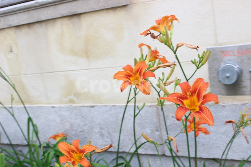 꽃,자연,식물,주황색,주황꽃,식물,자연,plants,nature,꽃,flower