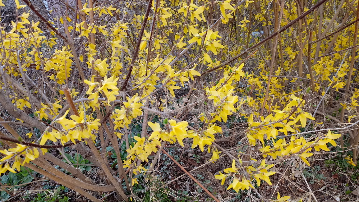 식물,나무,꽃,plant,blossom,flower,개나리,개나리꽃,노란색꽃