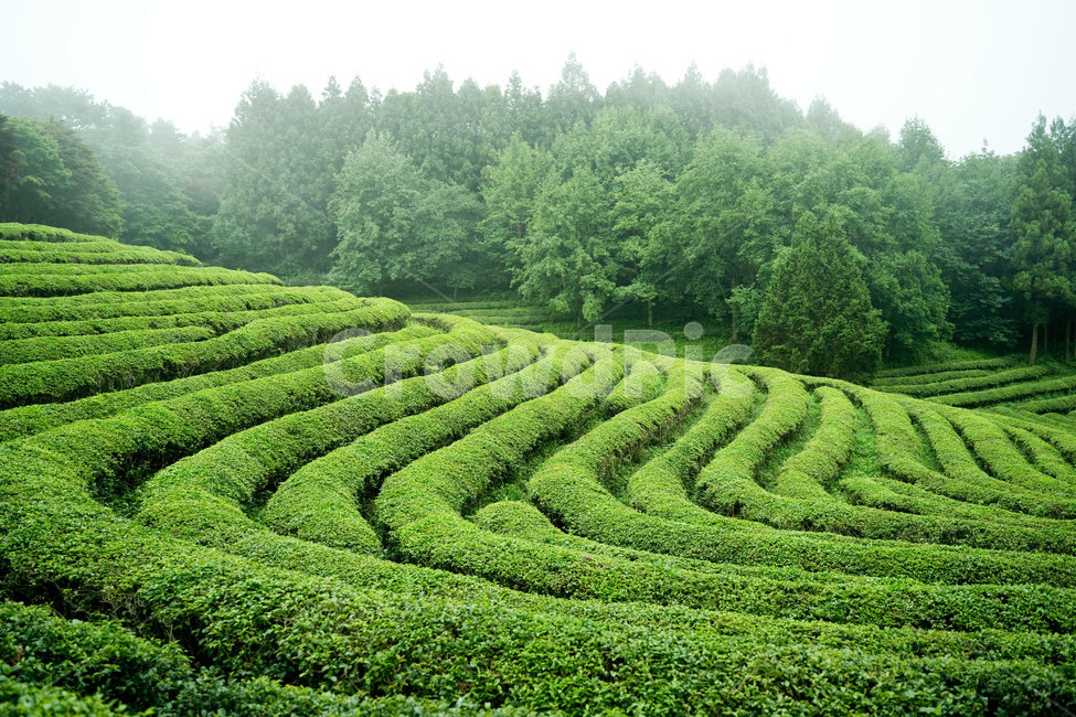 녹차밭,녹차,보성,보성녹차밭,안개,초록,자연,nature,풍경,한국풍경,자연,풍경,nature,landscape,한국자연풍경,한국자연경관,korea nature landscape