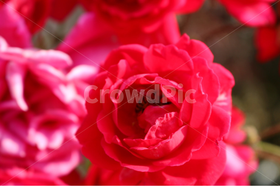 감성사진,자연,하늘,꽃,장미,색감,보정,flower,sky,summer,nature,color,red,식물,자연,plants,nature,꽃,flower,동물,animal,곤충,벌레,insect,bug