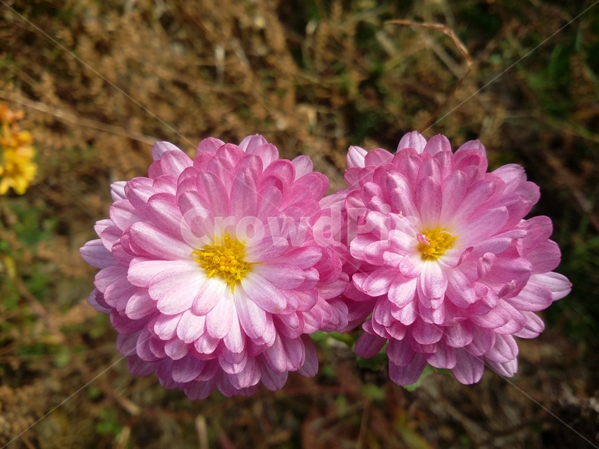 꽃,flower,plant,식물,자연,식물,자연,plants,nature,꽃,flower