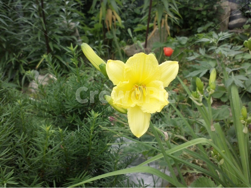 원추리,백합과,다년생,노랑꽃,넘나물,관상용,식물,자연,plants,nature,꽃,flower