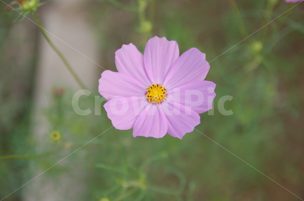 꽃,코스모스,자연,따뜻함,밝음,가을,계절,fall,autumn,season,식물,자연,plants,nature,꽃,flower,plant
