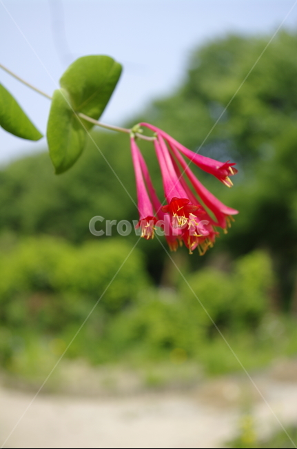 꽃,flower,식물,plant,계절,봄,spring,color,식물,자연,plants,nature,꽃,flower