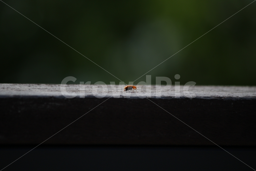 small,alone,Ladybug,little friend,ladybug,Mr Shiny,Nice to meet you,cute