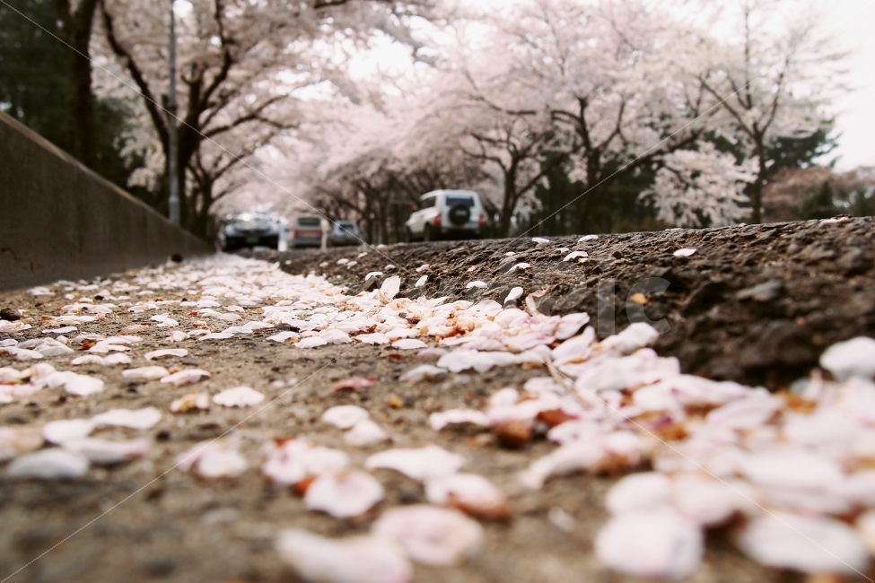 벚꽃,감성,러블리,봄,설레임,여행사진,제주도,zaheun,효신,봄,계절,spring,season,식물,자연,plants,nature,꽃,flower,감성,sensible,feeling,plant