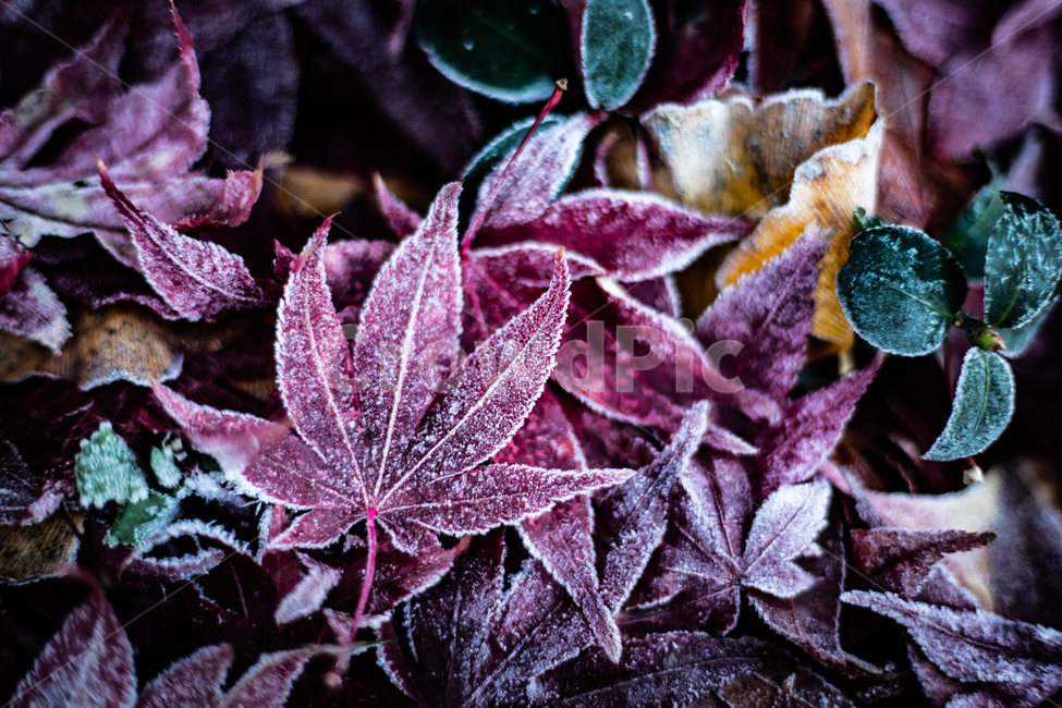 가을,낙엽,단풍,이슬,성에,가을,계절,fall,autumn,season,겨울,winter,leaf,잎,plant,식물,nature,자연,ice,빙,outdoors,옥외,snow,눈