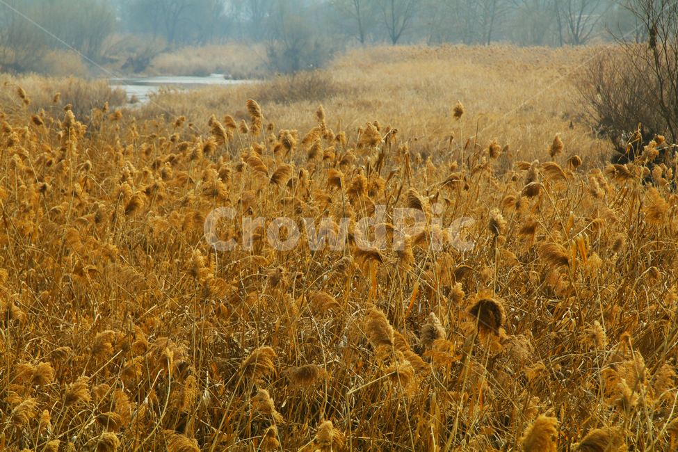 산,숲,하천,갈대,억새,풀,가을,계절,fall,autumn,season,자연,풍경,nature,landscape,plant,식물,vegetable,야채,food,음식,grain,곡물,grass,잔디