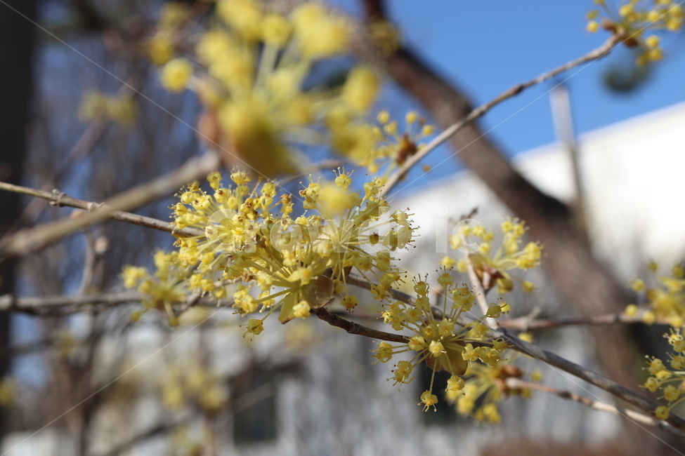 봄,산수유,노란꽃,봄꽃,꽃,나들이,꽃놀이,봄,계절,spring,season,식물,자연,plants,nature,꽃,flower,plant