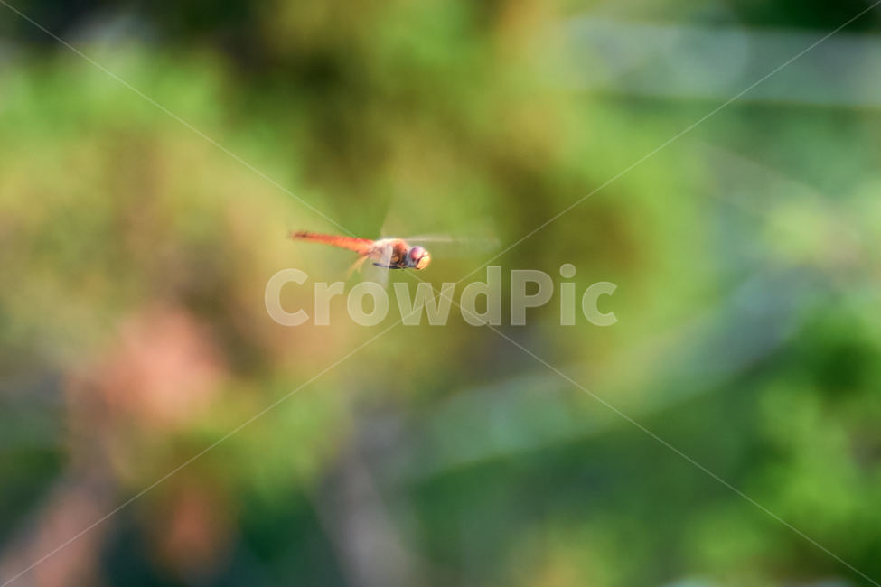 잠자리,곤충,여름곤충,여름,dragonfly,날개,자연,비행,동물,animal,곤충,벌레,insect,bug