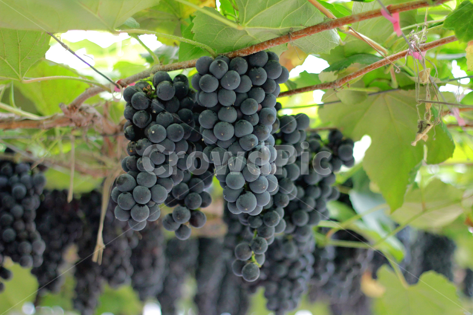 plant,식물,grapes,포도,fruit,과일,food,음식,과일,열매,fruit