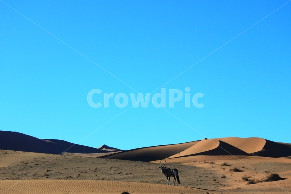 soil,흙,sand,모래,outdoors,옥외,nature,자연,dune,모래언덕,자연,풍경,nature,landscape