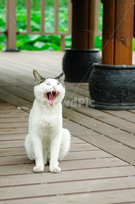 고양이,길고양이,야옹이,길냥이,kitty,야생동물,감성,반려동물,생명,cat,길,street,동물,animal,포유류,mammal,고양이,cat,kitten,kitty