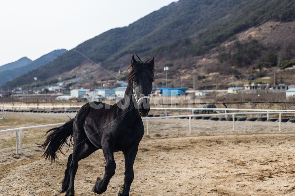동물,말,페라리,머스탱,질주,animal,horse,ferrari,mustang,gallop,동물,animal,포유류,mammal