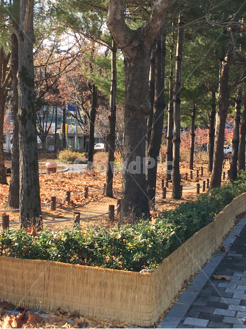 거리,street,보도블럭,sidewalkblock,보도,walkway,sidewalk,풍경,scenery,입구,entrance,나무,tree,나무줄기,treetrunk,낙엽,deciduous,잎,leaf,생활,life,공원,park,바닥,땅,ground,floor,flooring,식물,plant,통로,path,판석,flagstone,길,road