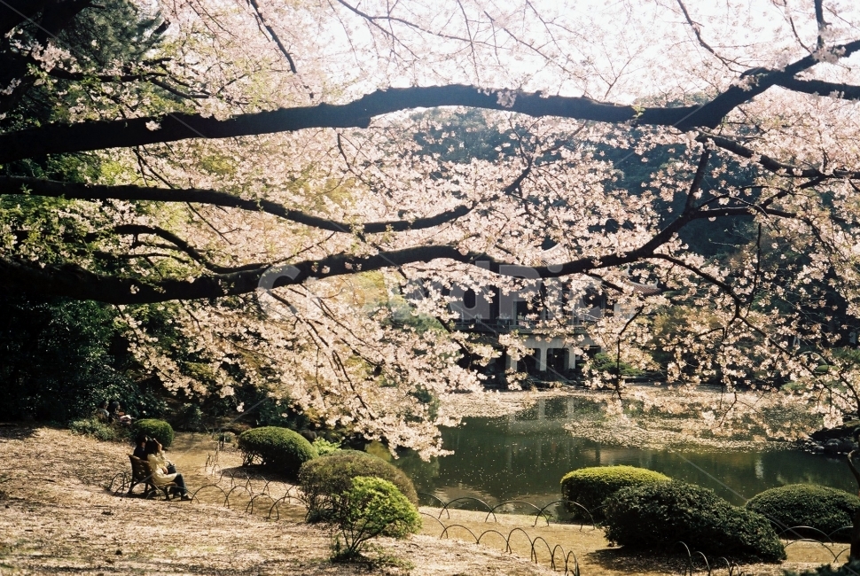 일본공원,공원,벚꽃,벚꽃나무,벚꽃호수,호수,필름,봄,계절,spring,season,식물,자연,plants,nature,나무,trees,wood,plant,flower,꽃,blossom