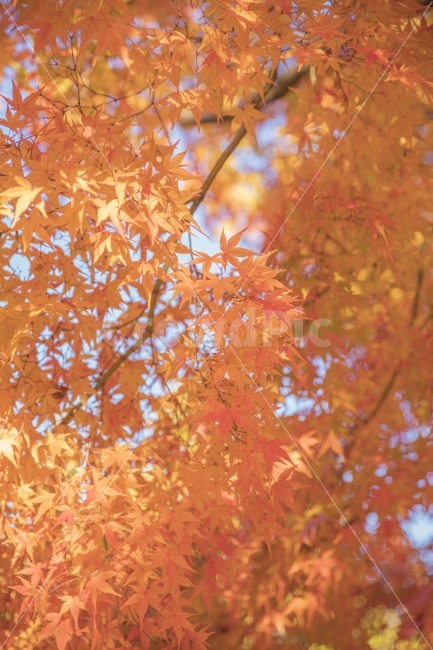 가을,풍경,단풍,나무,단풍나무,가을,계절,fall,autumn,season,식물,자연,plants,nature,plant,leaf,잎,tree,maple
