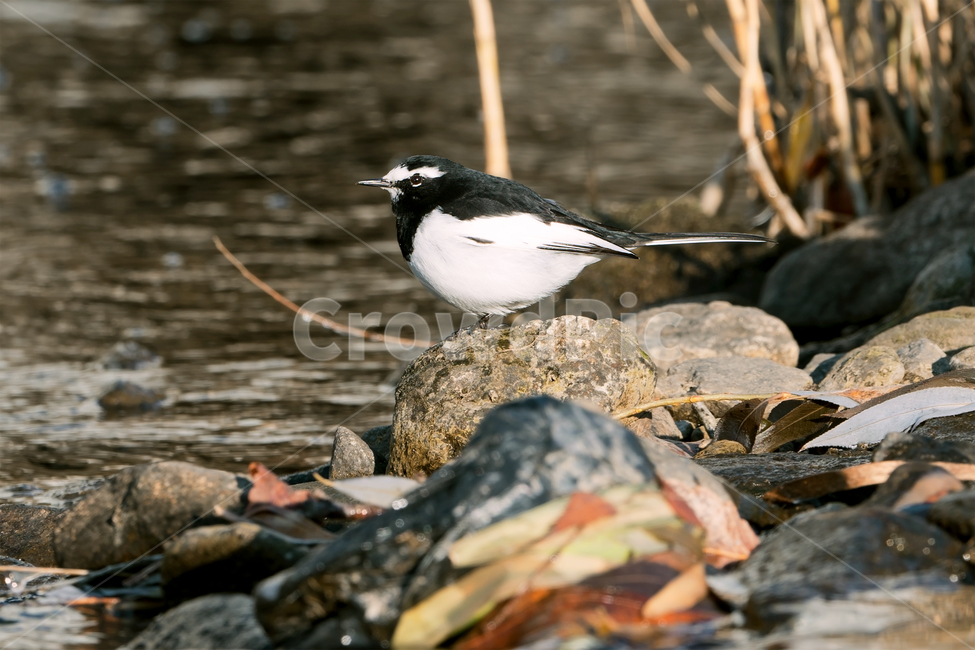 할미새,새,조류,야생동물,자연,생태,생태계,wagtail,animal,bird,동물,animal,조류,새,birds