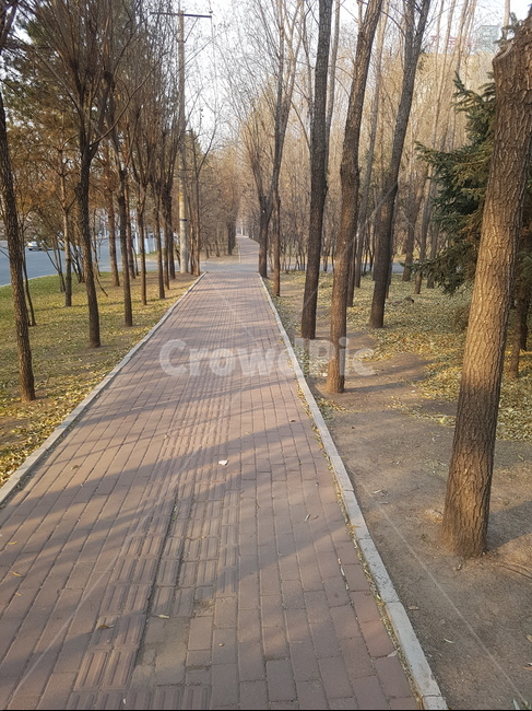 길,가을,산책길,공원,나무