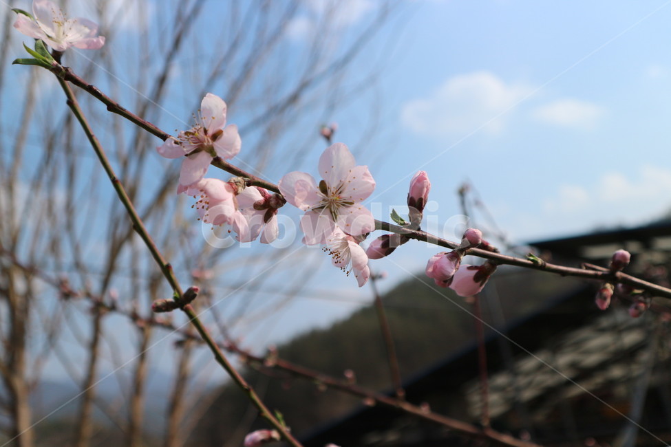 분홍빛꽃,복사꽃,분홍색꽃,따스한날,연분홍꽃,peachblossom,lightpink,flower,sunnyday