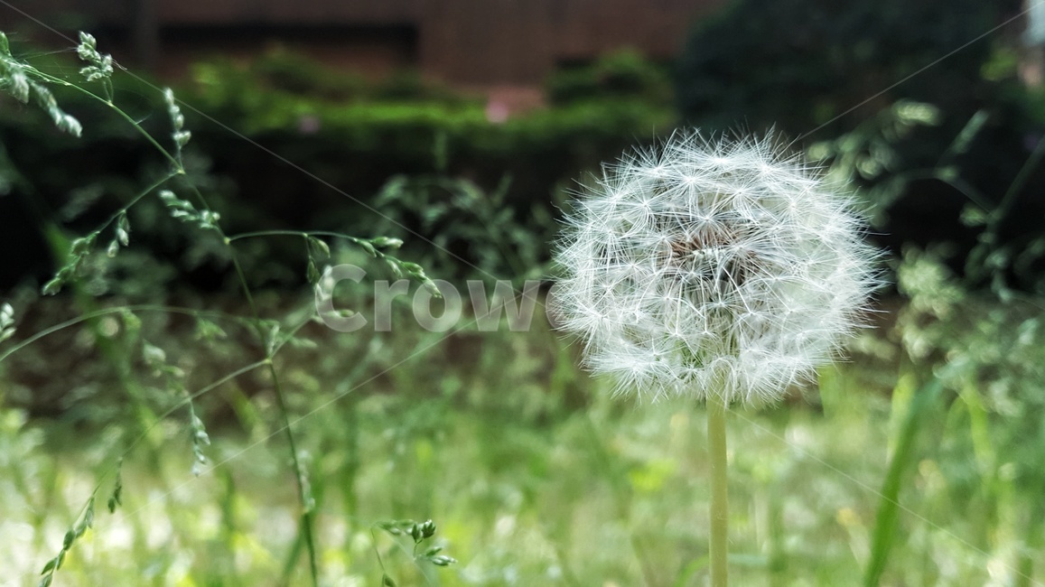 민들레,홀씨,민들레홀씨,식물,자연,plants,nature,flower,꽃,풀,봄,씨앗,감성