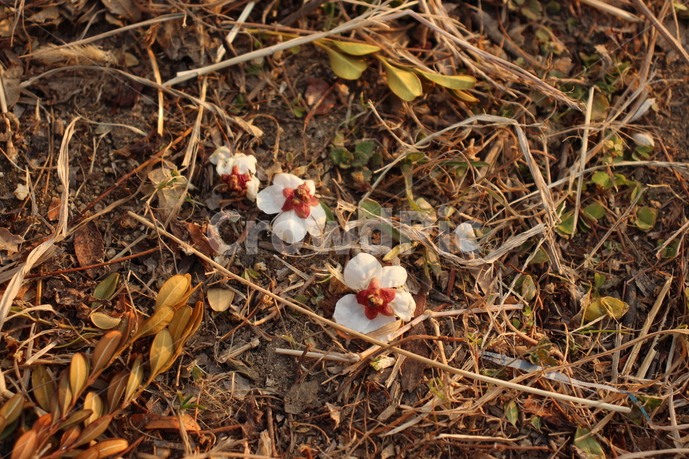매화,꽃잎,꽃,떨어진꽃,봄,해질녘,낙화,봄,계절,spring,season,꽃,flower,plant,식물,blossom