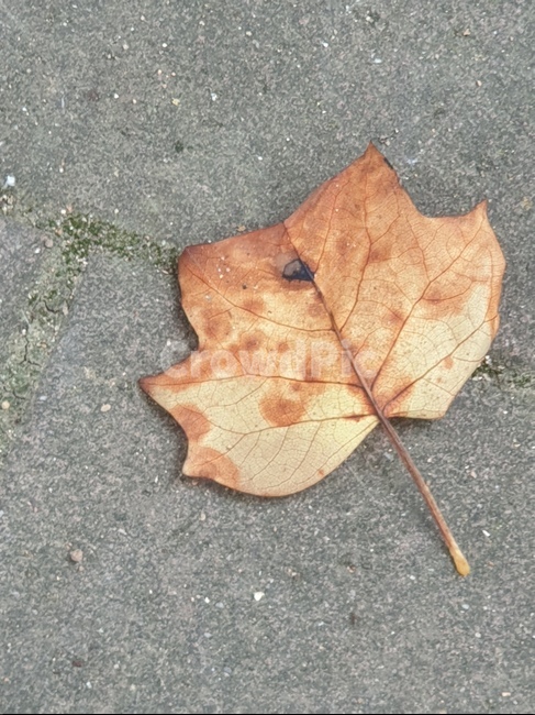 나뭇잎,낙엽,보도,보도블럭,잎,아스팔트