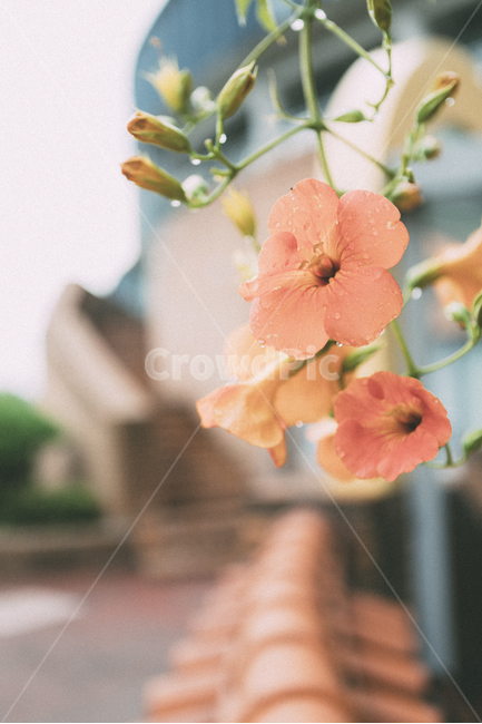 능소화,꽃,감성사진,여름꽃,빛,어두움,길가,식물,자연,plants,nature,꽃,flower