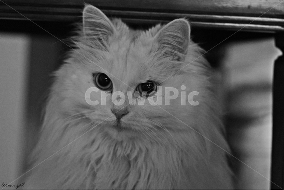 고양이,동물,흑백사진,요염,자태,동물,animal,포유류,mammal,고양이,cat,kitten,kitty,흑백,모노톤,monochrome,black and white