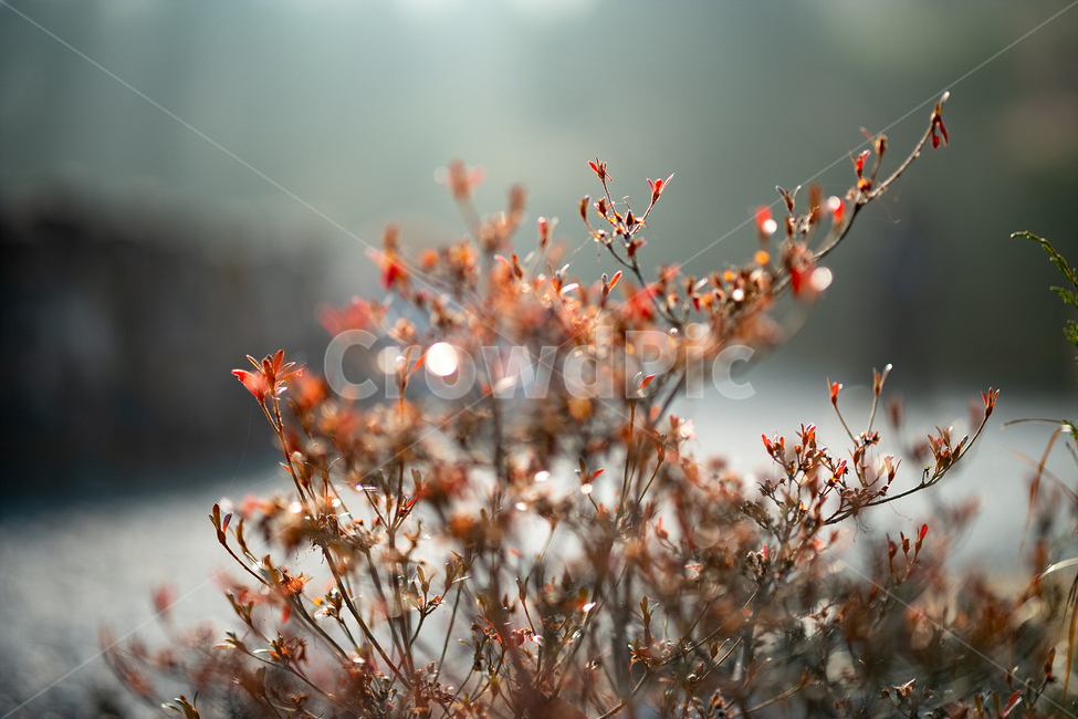 빛,역광,따스함,자연,나무,식물,자연,plants,nature