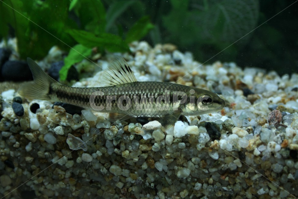 Sammy,Sand radish family,nature,Imjin River,fifty thousand,freshwater fish,aquatic animals,Han River